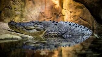 Crocodile Wallpaper Barbaras HD