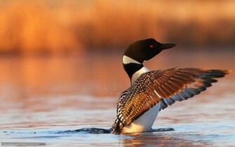 Wallpaper Bird Chernoklyuvaya Loon Wings Desktop