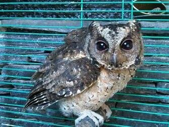 Hoot Owl Pictures Image Photos Photobucket