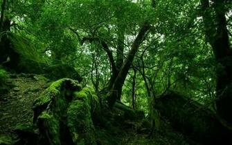 Green Forest Vegetation Wallpaper Cool Image Amazing HD