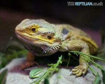 The Reptilian S Able Desktop Wallpaper Exotic