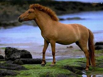 Beautiful Wallpaper Wild Horses