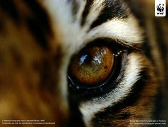Wallpaper Bengal Tiger Background