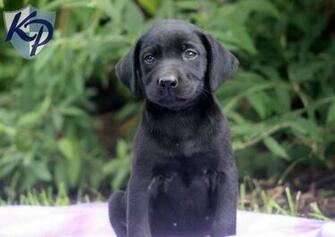 Labrador Retriever Black Puppies Keystone