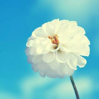 iPad Mini Wallpaper Ppt Garden