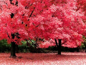 Autumn Fantasy Desktop Pc And Mac Wallpaper