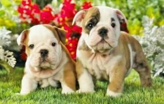 Dogs Puppy French Bulldog Puppies Wallpaper Xpx Quoteko