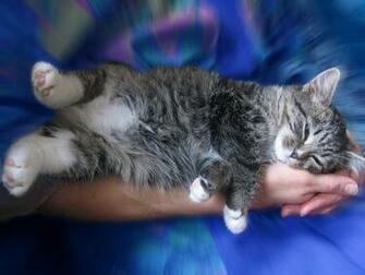 Image Cute Cat Screensavers Pc Android iPhone And iPad Wallpaper