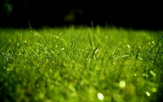 Grass Green Wallpaper