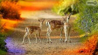 Deer Wallpaper Mule