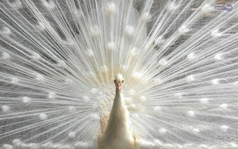 Wallpaper Peacock Background
