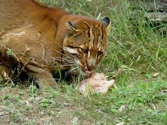 Wild Cats Wallpaper Set Image Artists