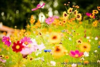 Spring Season Wallpaper003