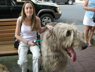 Irish Wolfhound Background Wallpaper