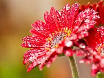 Flower With Water Drops Wallpaper HD For Desktop Widescreen