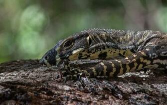 Monitor Lizard Computer Wallpaper Desktop Background