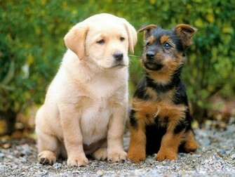 Dogs Wallpaper Pictures Pics Image Photos Desktop