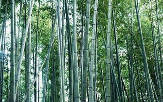 Green Bamboo Wallpaper HD