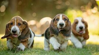 Pics Photos Wallpaper De Basset Hound
