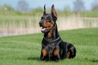Doberman Pinscher In The Grass Photo And Wallpaper Beautiful