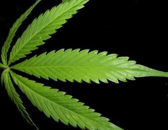 Weedpad Wallpaper Weed Leafs Big Leaf Php