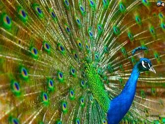 Full HD Wide Nature Wallpaper Image I Beautiful