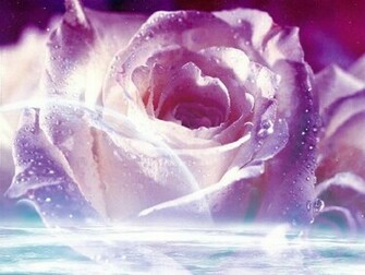 Purple Rose Wallpaper Colors