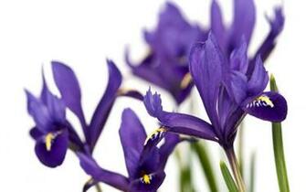 Purple Iris Wallpaper