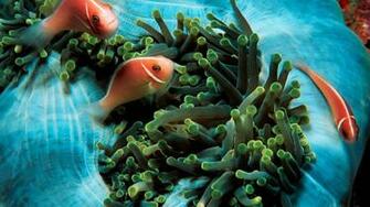 Fish Tank Mural Aquarium Background Picture Wallpaper