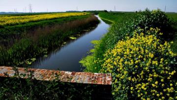 Wallpaper Landscape Kent Nikon Ditch Farmland Rape