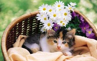 Kitten Cat Flowers Cats Kittens Wallpaper