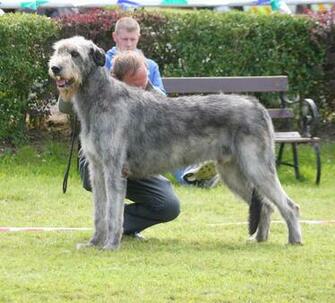 Irish Wolfhound Dog Wallpaper Image Of
