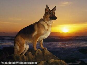 Labels Dogs German Shepherd