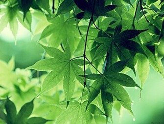 Green Leaves Wallpaper