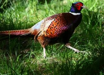 All Wallpaper Colourful Pheasant Birds