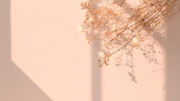 Dried Flower Window Shadow Floral Premium Photo Rawpixel