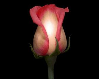Beautiful Rose Wallpaper HD