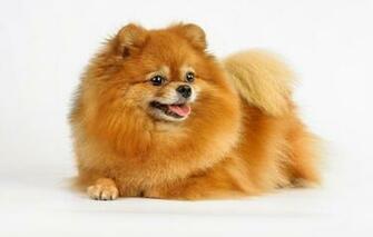 Wallpaper Wool Red Spitz Image For Desktop Section