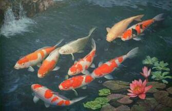 Koi Fish Wallpaper HD Osborne And Little