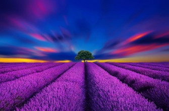 Sunset Lavender Field Wallpaper