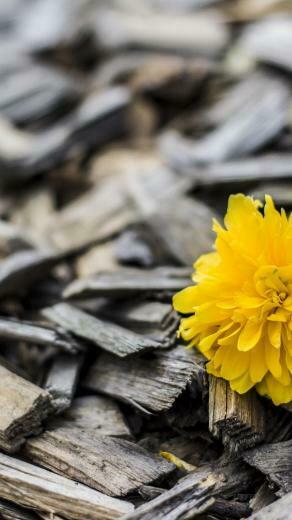 Wood Top UHD Wallpaper For iPhone Phone
