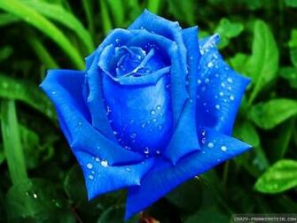 Rose Wallpaper HD For Walls Mobile Phone