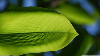 Lime Green Wallpaper