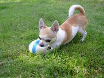 The Chihuahua Dog Desktop Wallpaper Pictures Online For Pc