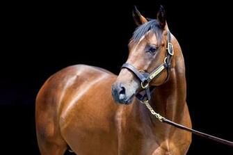 Race Horse Wallpaper