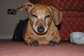 Funny Dachshund Dog Meme