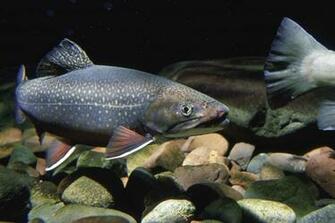 Description Brook Trout Freshwater Fish Salvelinus Fontinalis Jpg