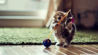 Wallpaper Dancer Cat 1080p HD Upload At December