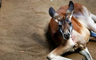 Animals Kangaroos Wallpaper Allwallpaper In Pc En