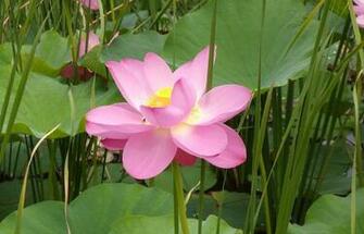 Pink Lotus Flower Wallpaper Pictures Image